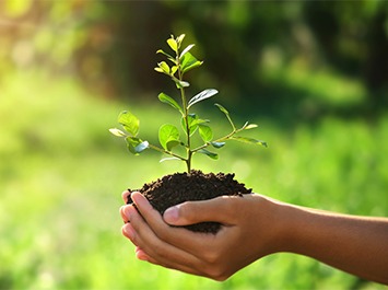 hands holding a plant